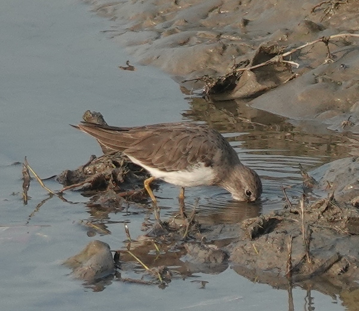 Temminck's Stint - ML610498494