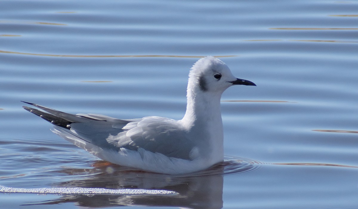 Bonaparte's Gull - Carter Strope