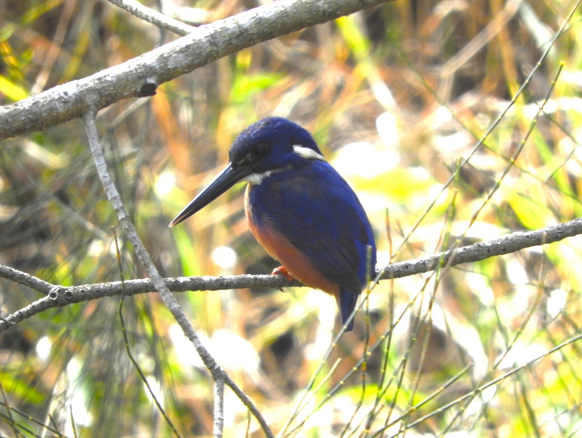 Azure Kingfisher - stephen gallivan