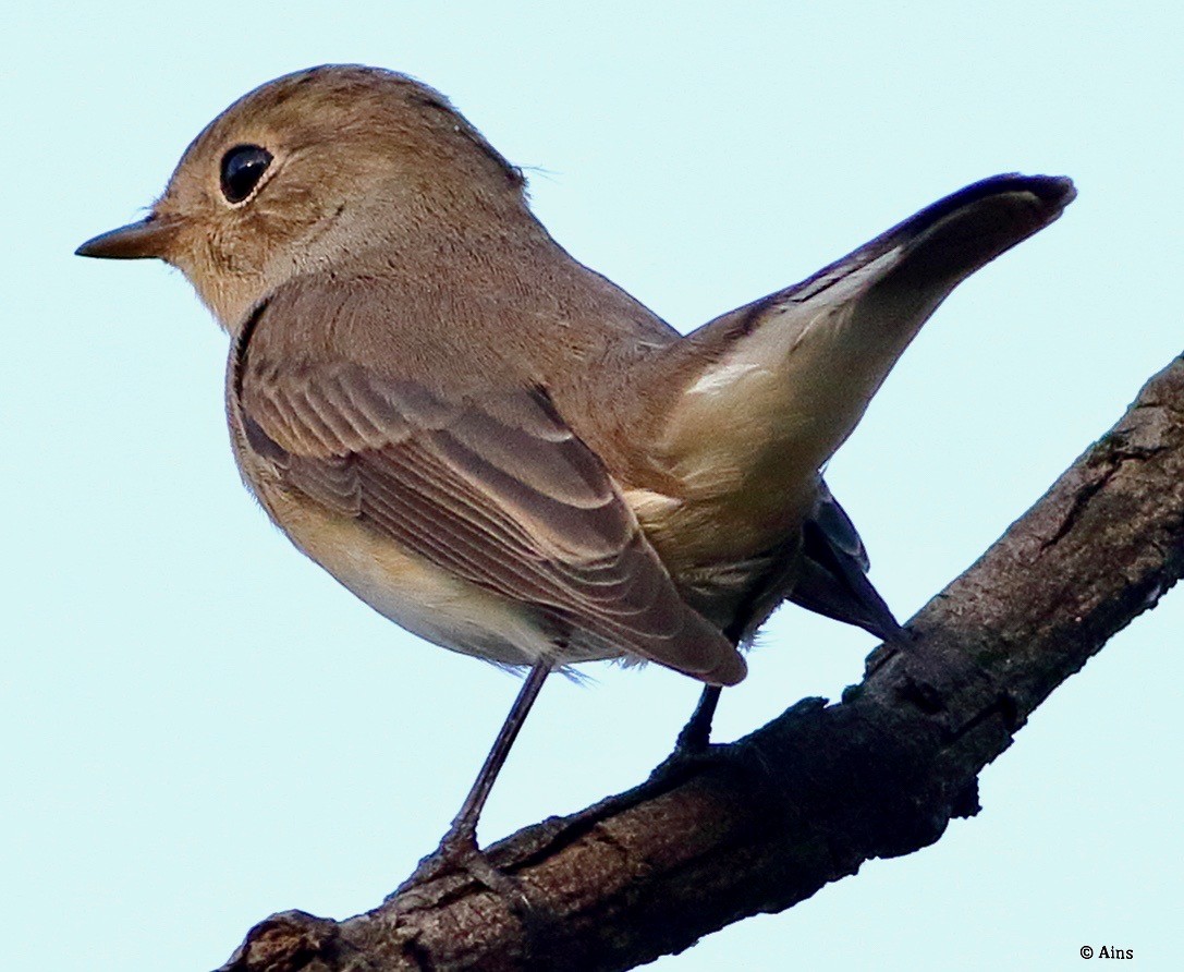 Red-breasted Flycatcher - ML610498830