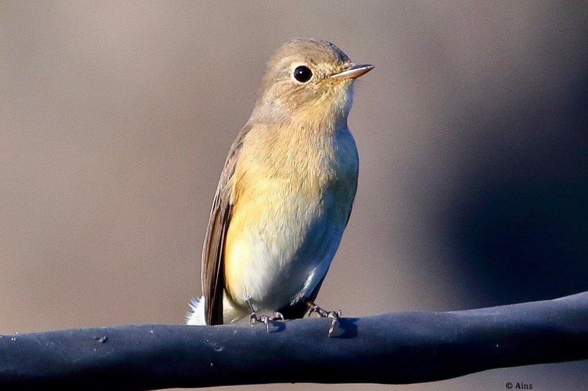 Red-breasted Flycatcher - ML610498831