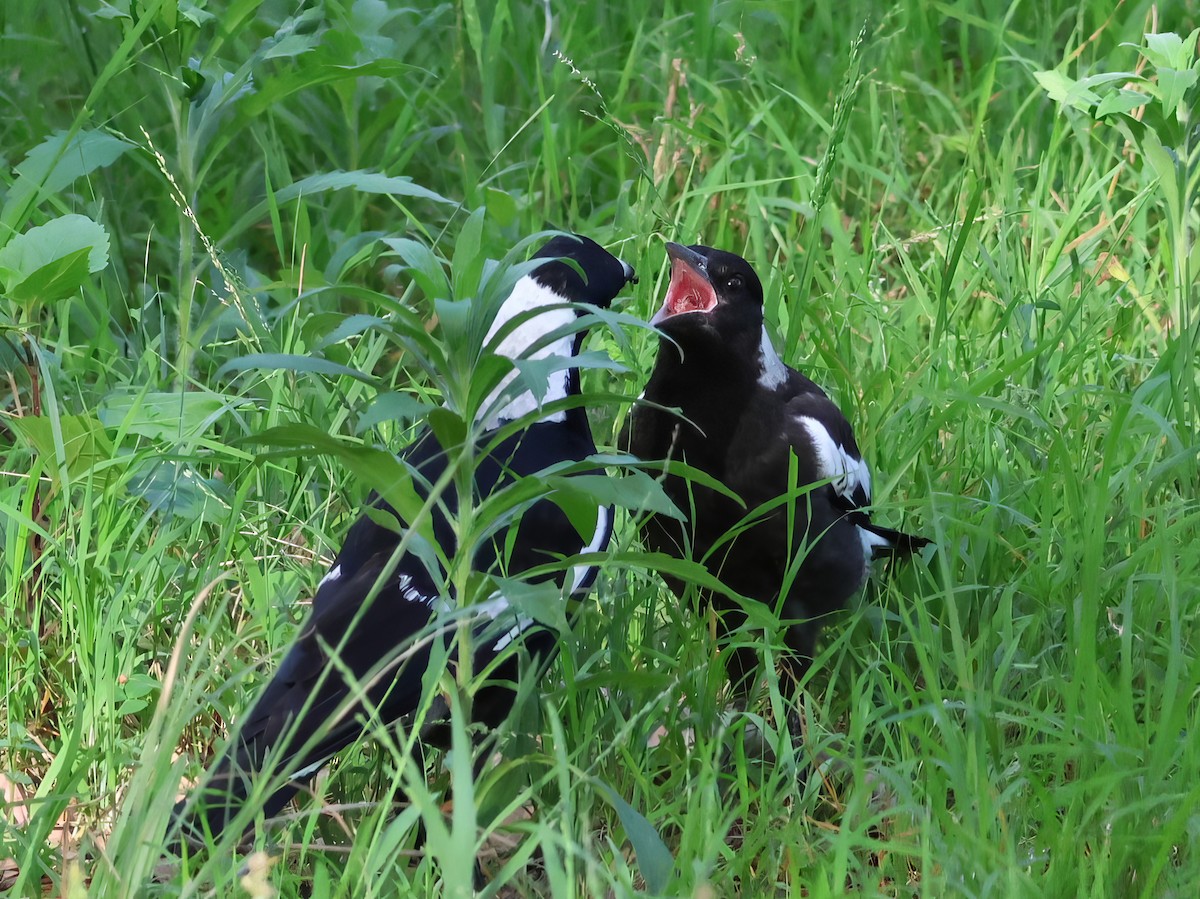 Australian Magpie - Heather Williams