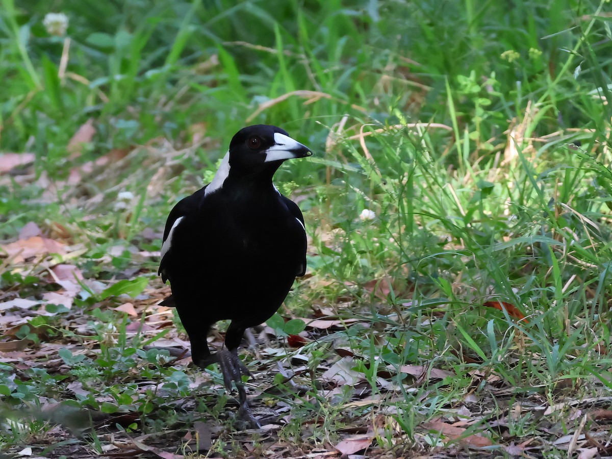 Australian Magpie - Heather Williams