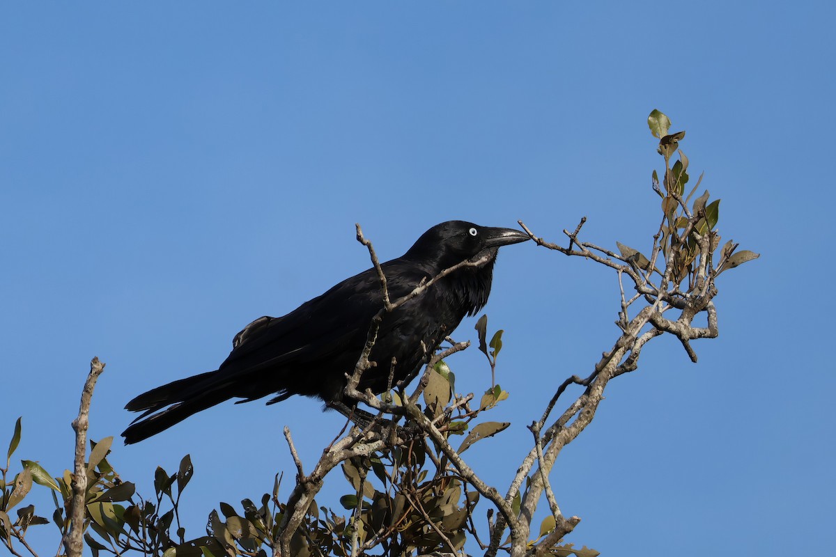 Australian Raven - ML610498886