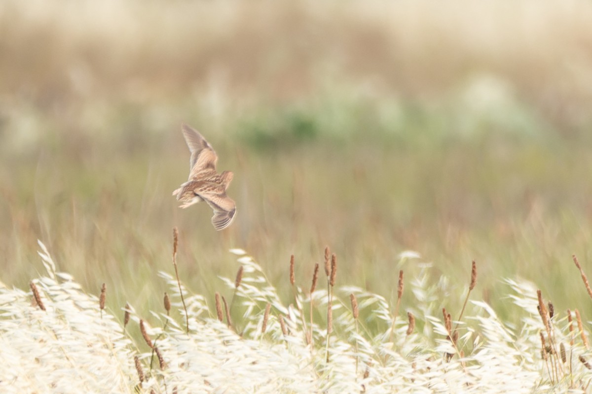 Little Buttonquail - ML610498973