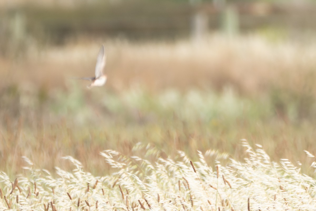 Little Buttonquail - ML610498975