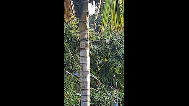 Indian Paradise-Flycatcher - ML610498994