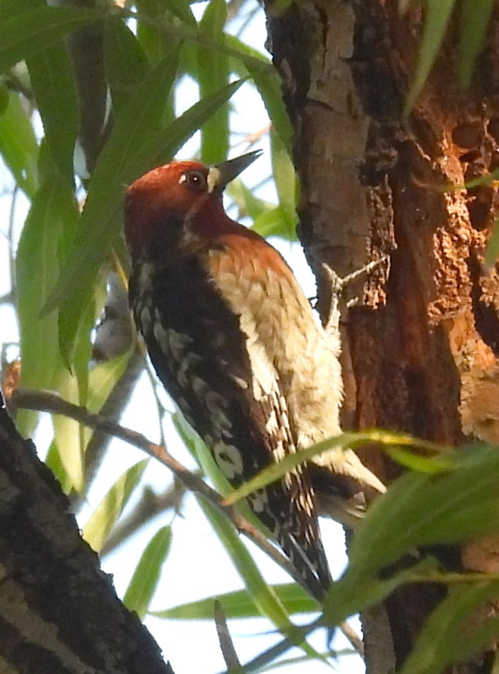 Red-breasted Sapsucker - ML610498995