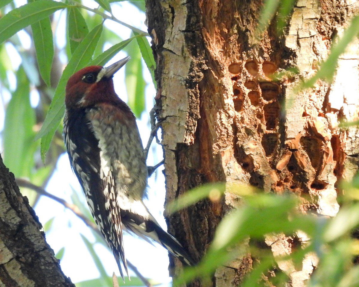 Red-breasted Sapsucker - ML610498996