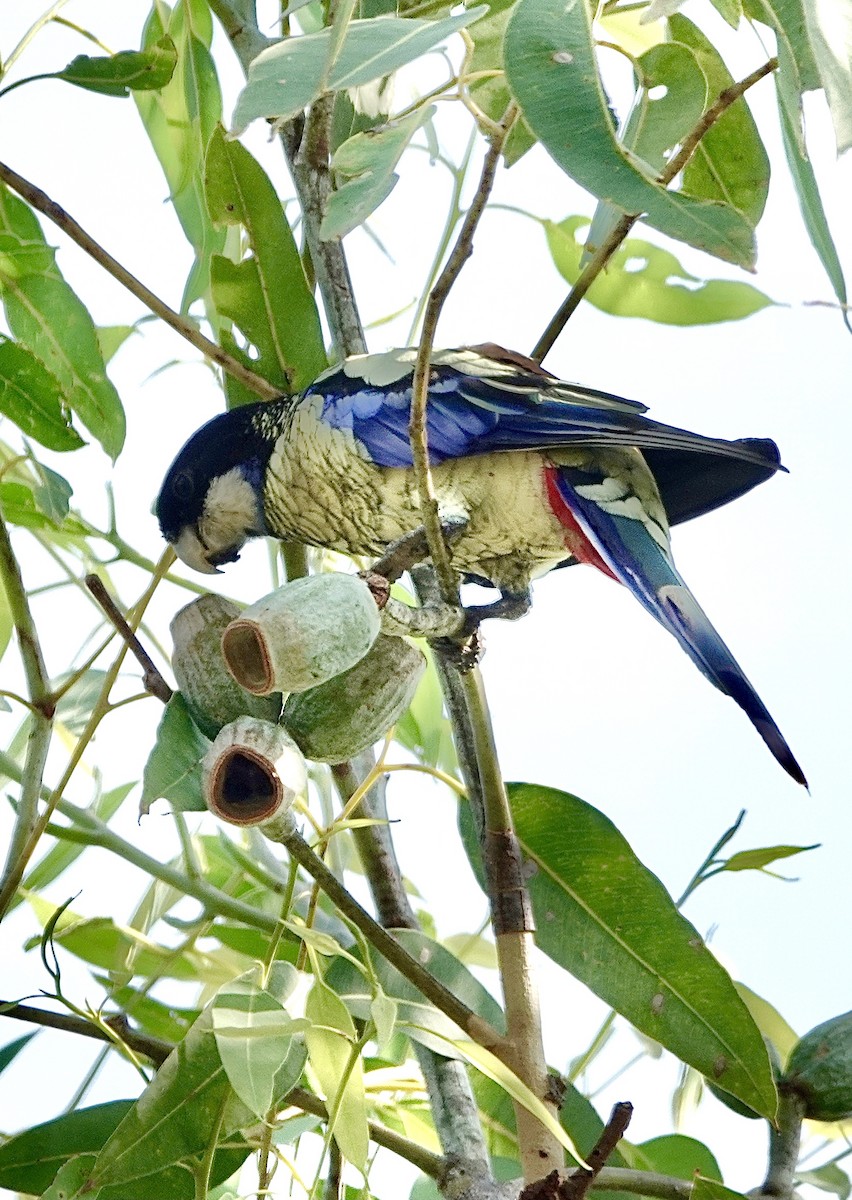 Northern Rosella - ML610499061