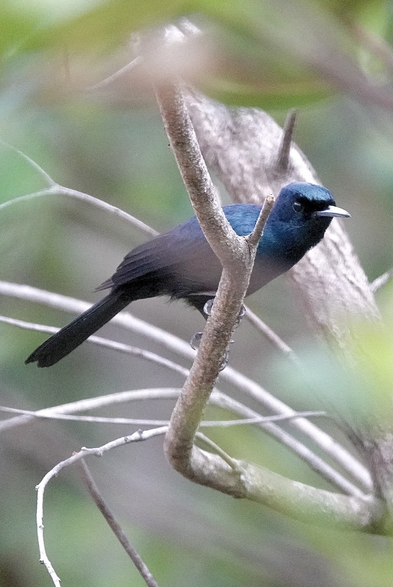 Shining Flycatcher - ML610499069