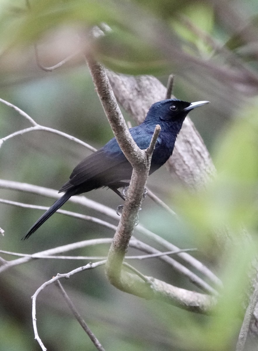 Shining Flycatcher - ML610499070