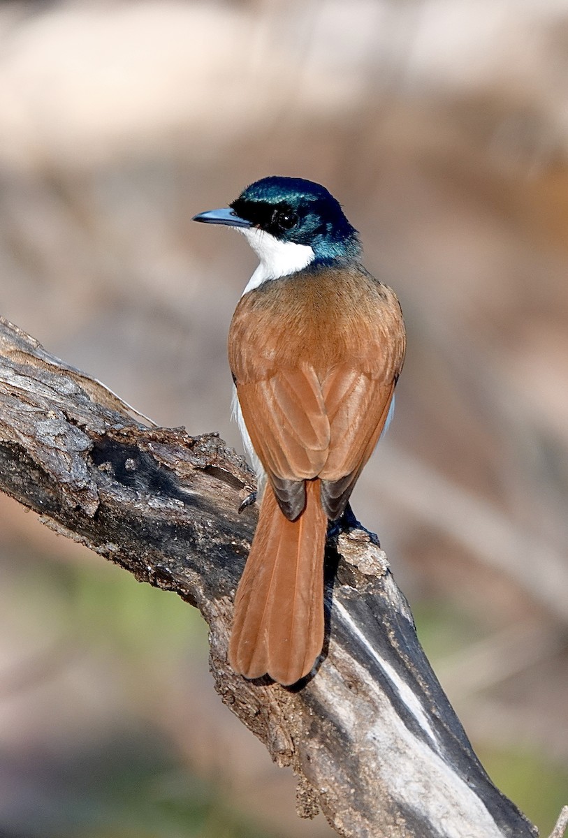 Shining Flycatcher - ML610499071