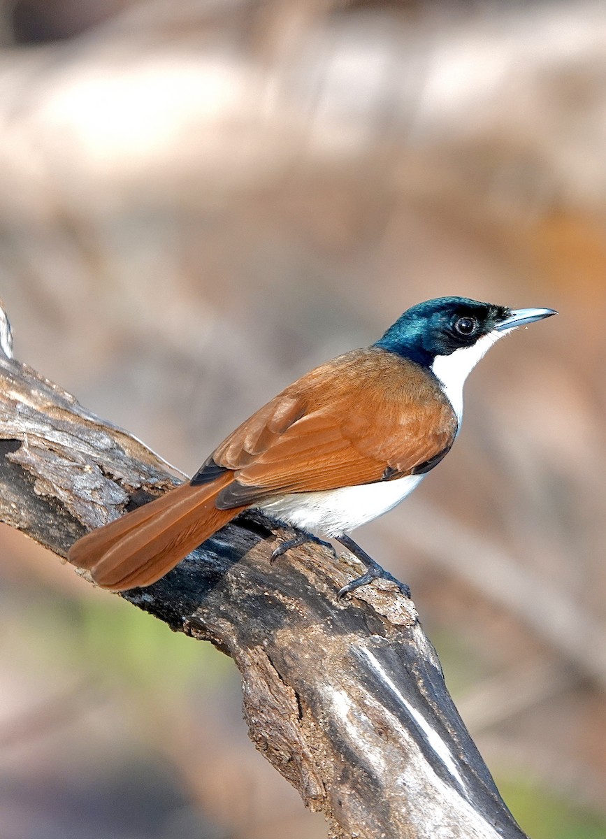 Shining Flycatcher - ML610499072