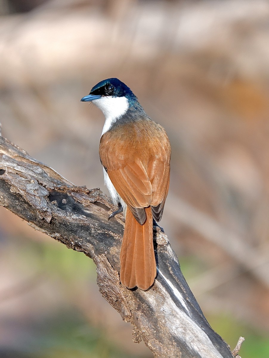 Shining Flycatcher - ML610499073