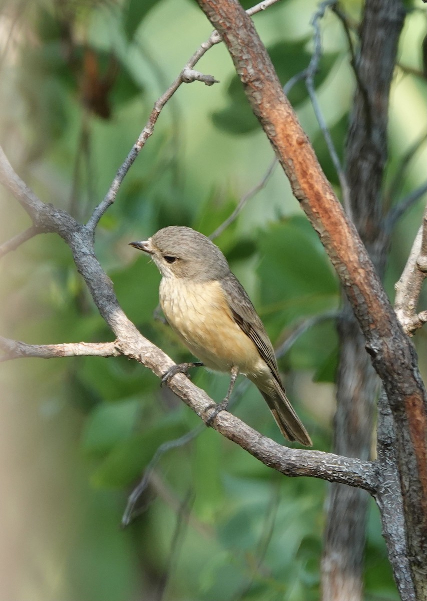 Rufous Whistler - ML610499077