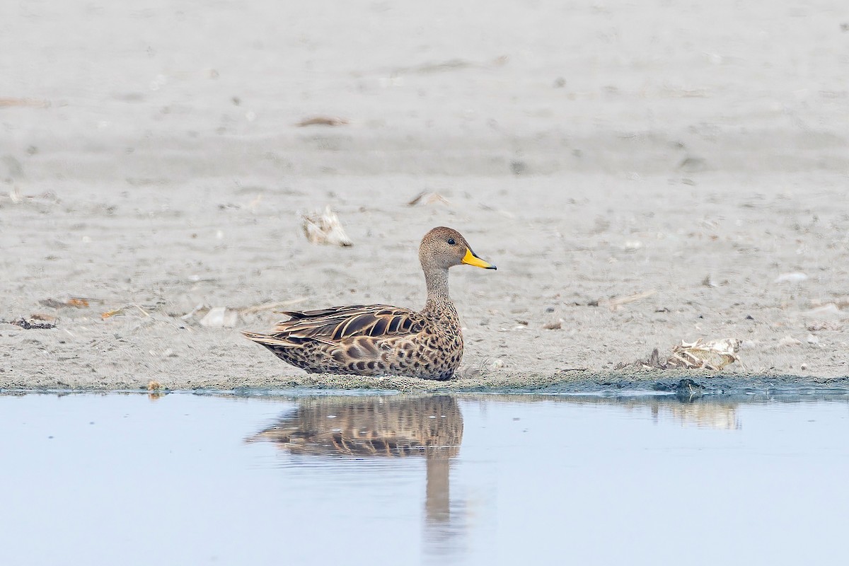 Yellow-billed Pintail - ML610499150