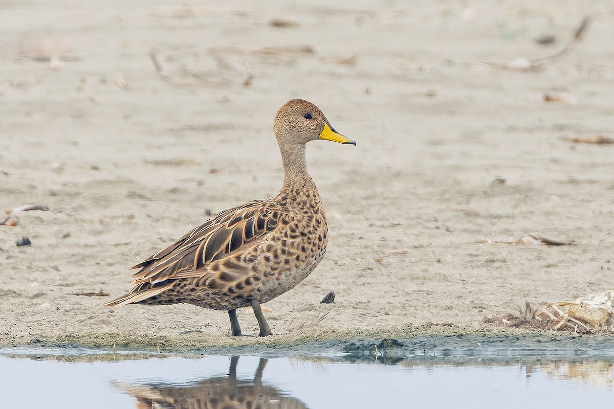 Yellow-billed Pintail - ML610499159