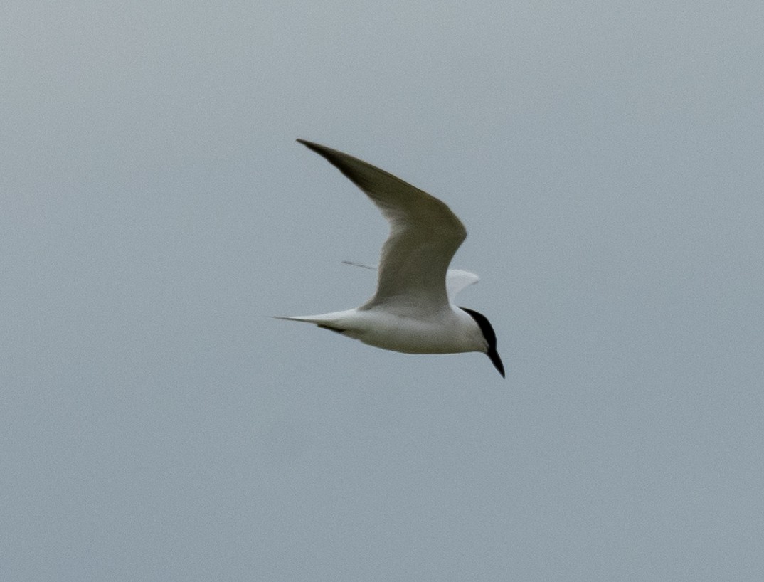 Australian Tern - ML610499175