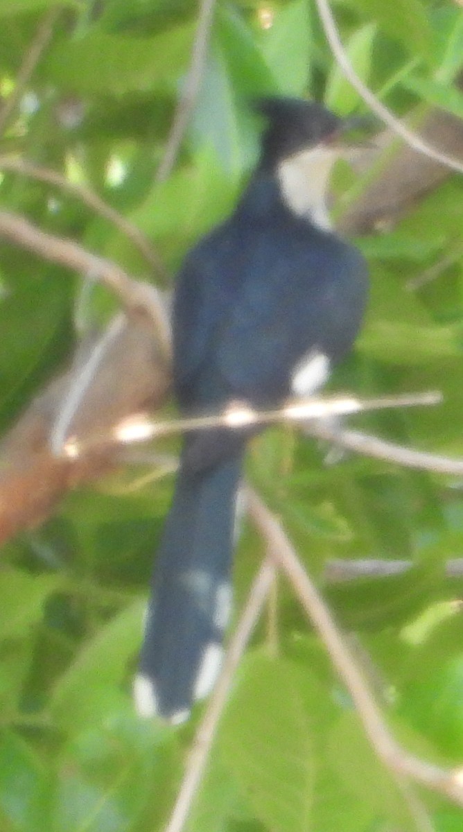 Pied Cuckoo - ML610499230