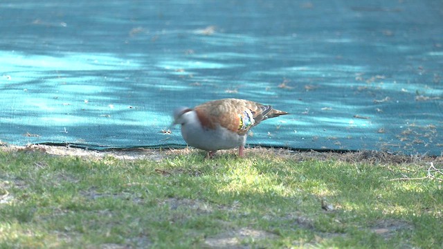 Brush Bronzewing - ML610499337