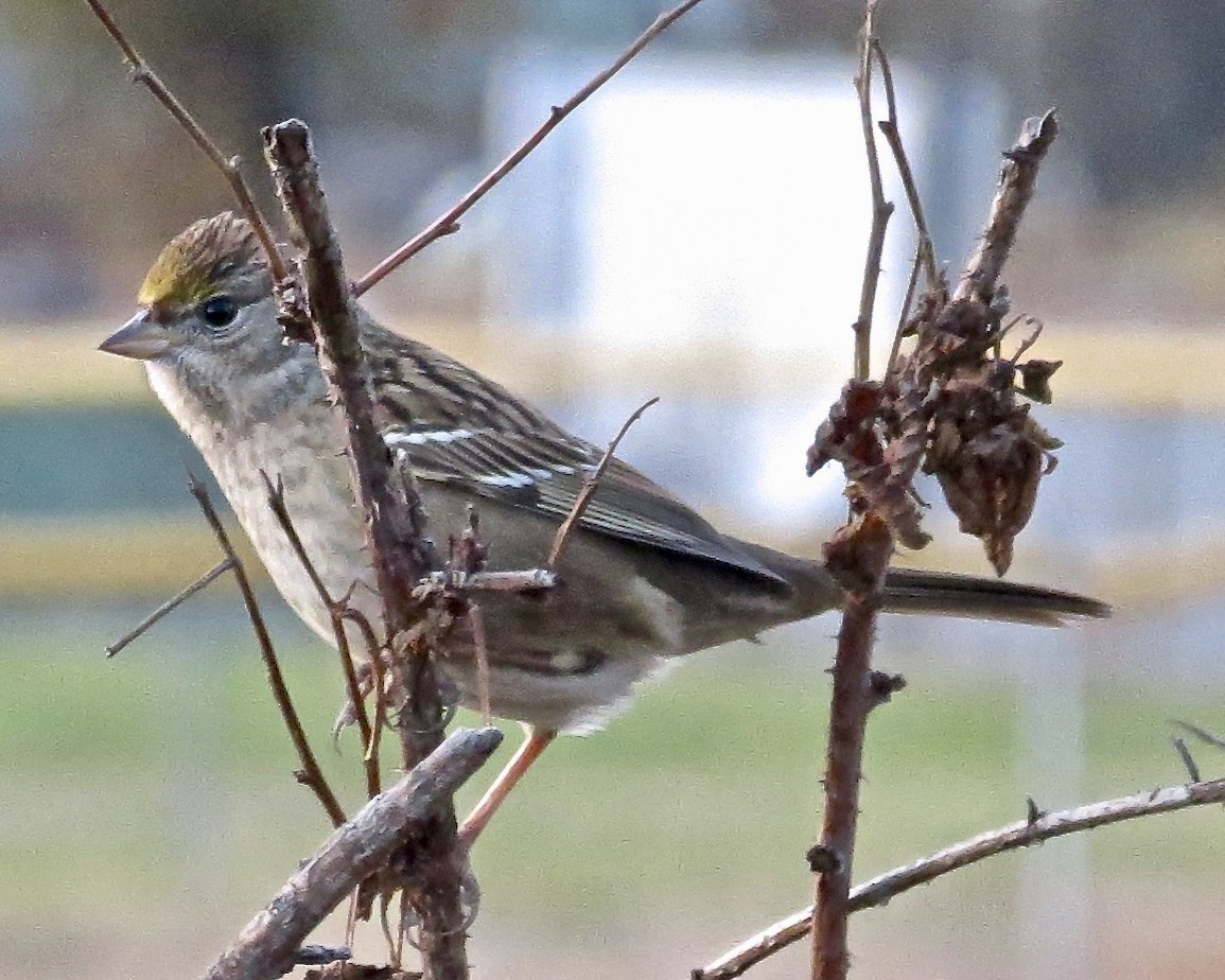 Golden-crowned Sparrow - ML610499551