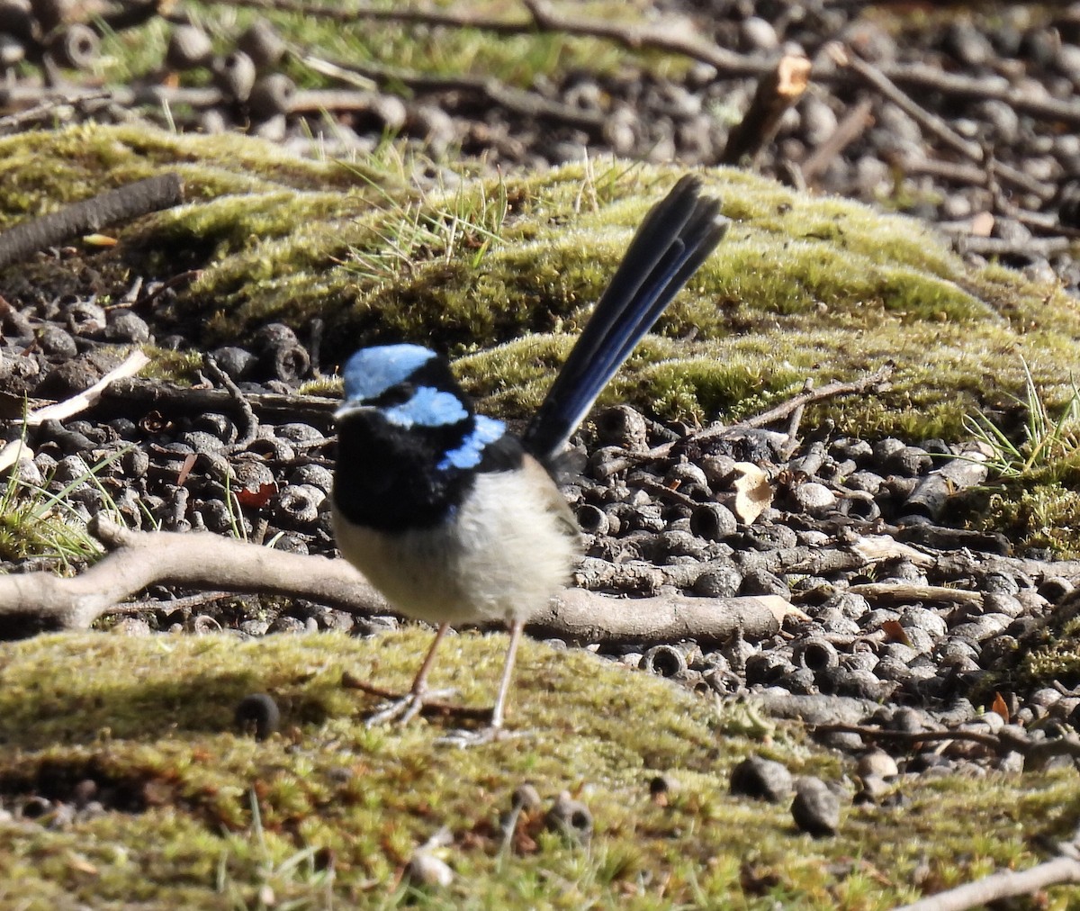 Superb Fairywren - ML610499564