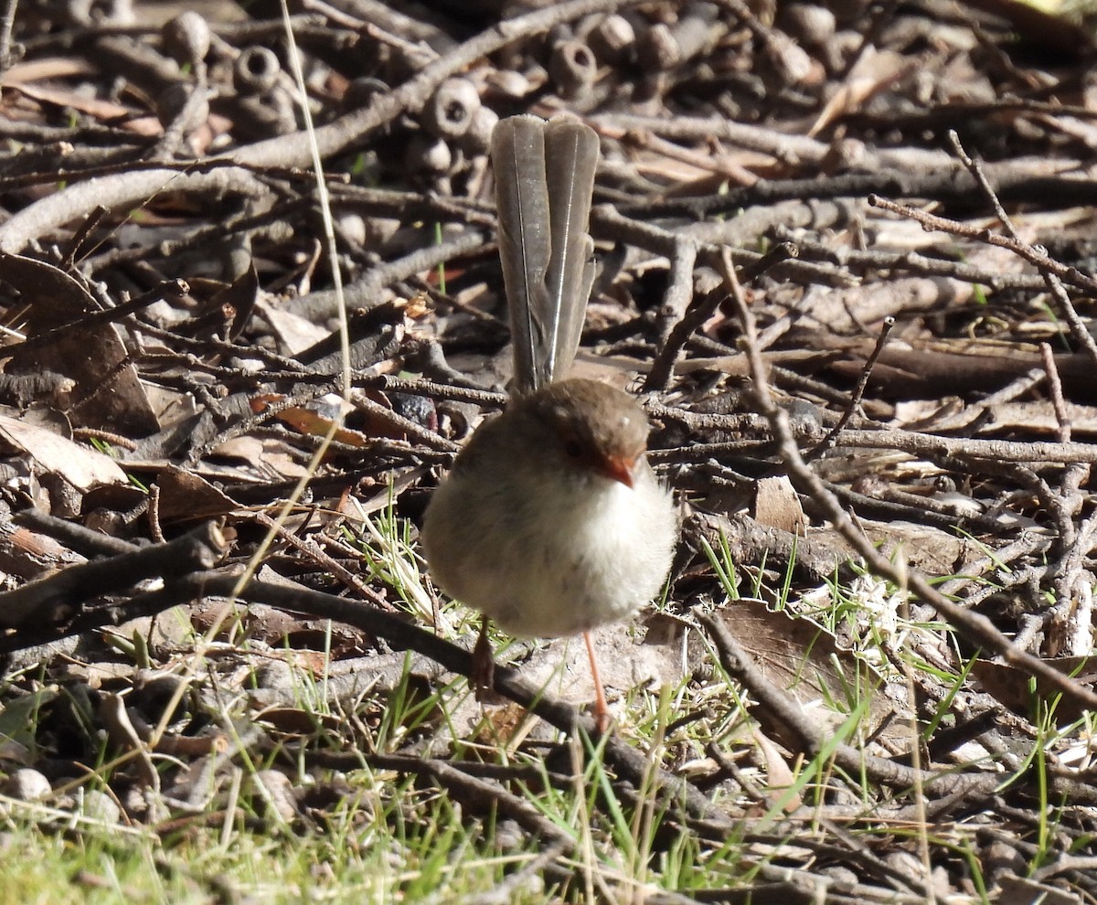 Superb Fairywren - ML610499565