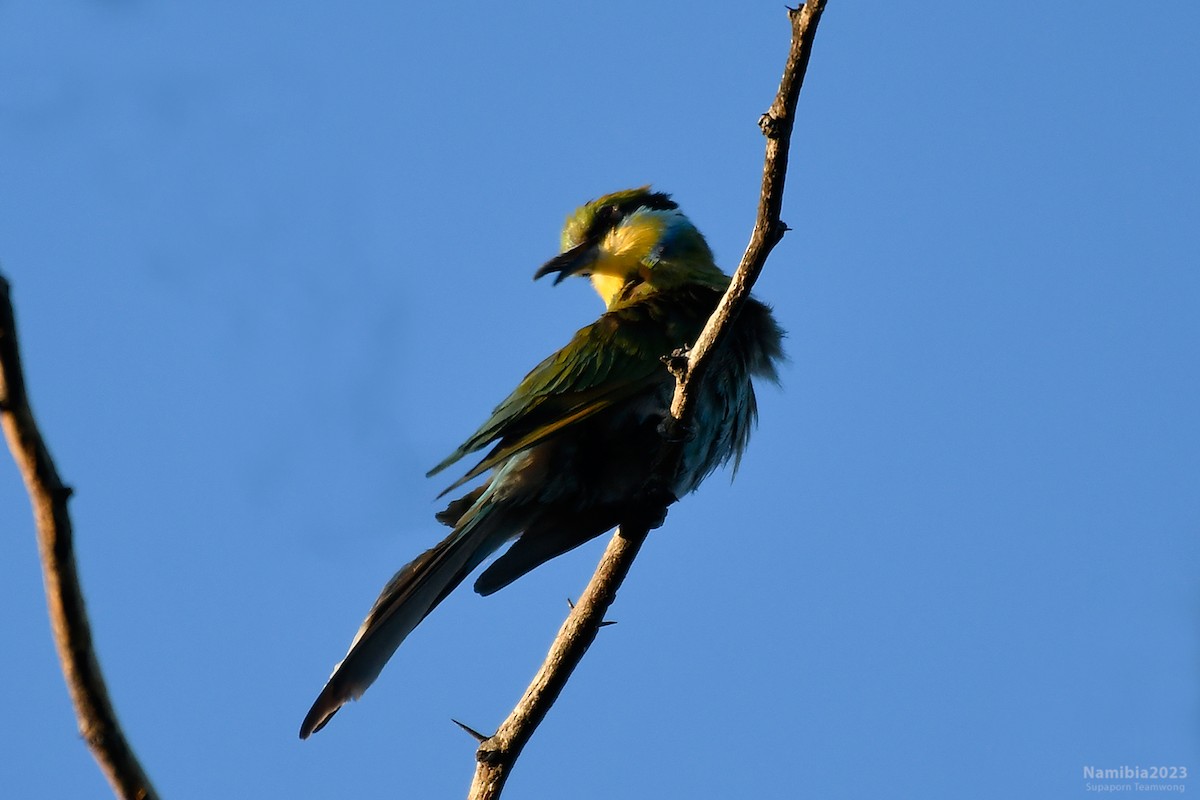 Swallow-tailed Bee-eater - ML610499567