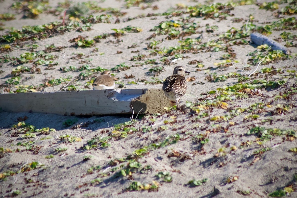 Pacific Golden-Plover - ML610499597