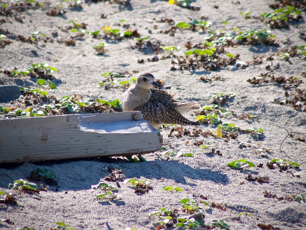 Pacific Golden-Plover - ML610499604