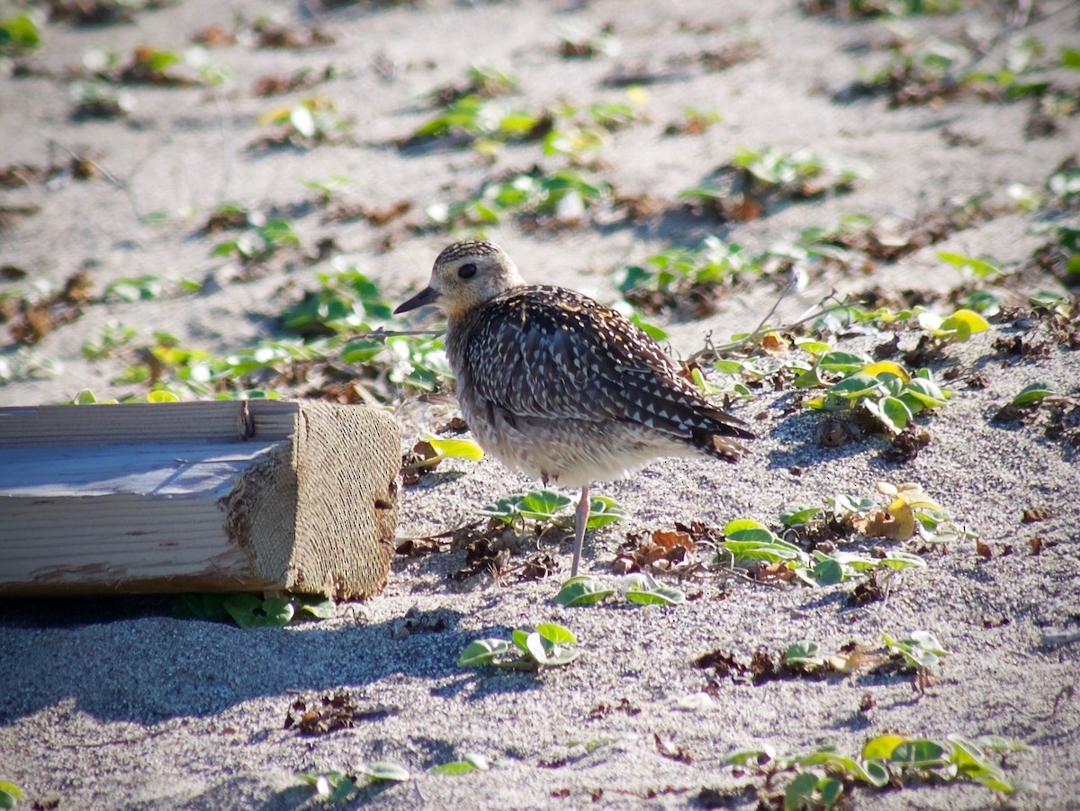 Pacific Golden-Plover - ML610499612