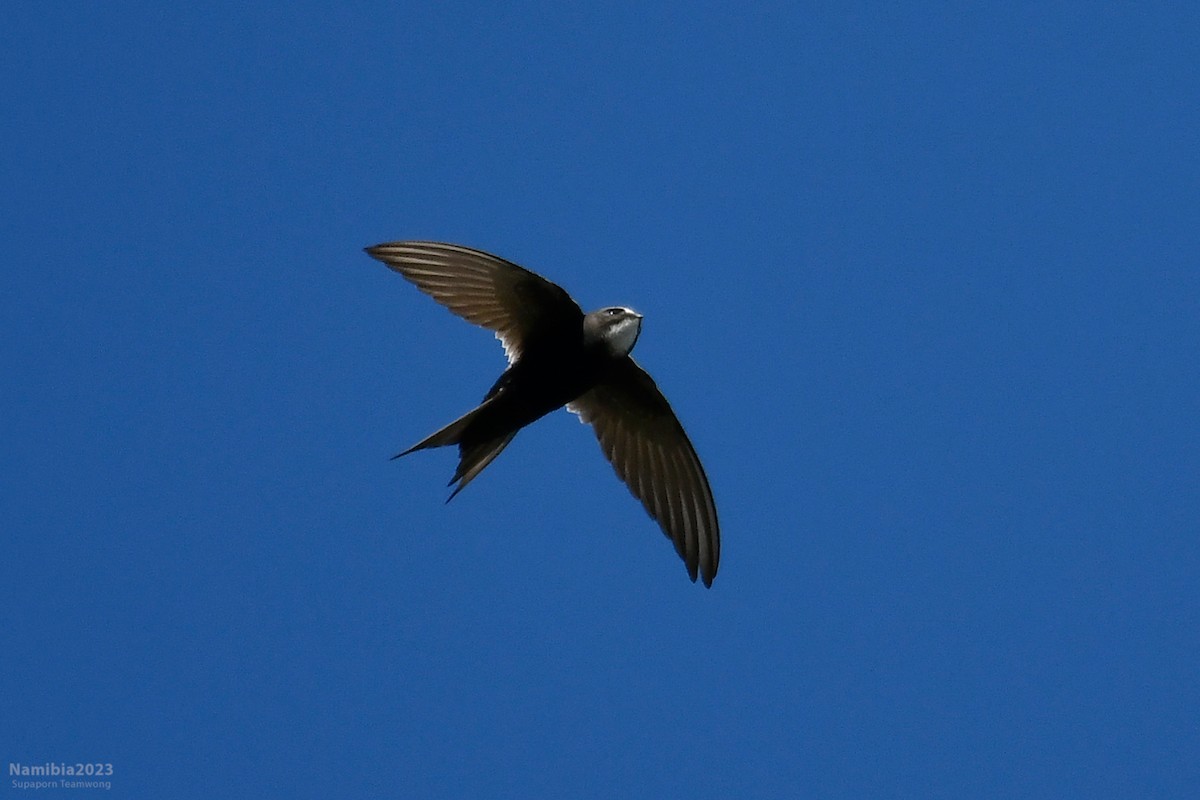 White-rumped Swift - Supaporn Teamwong