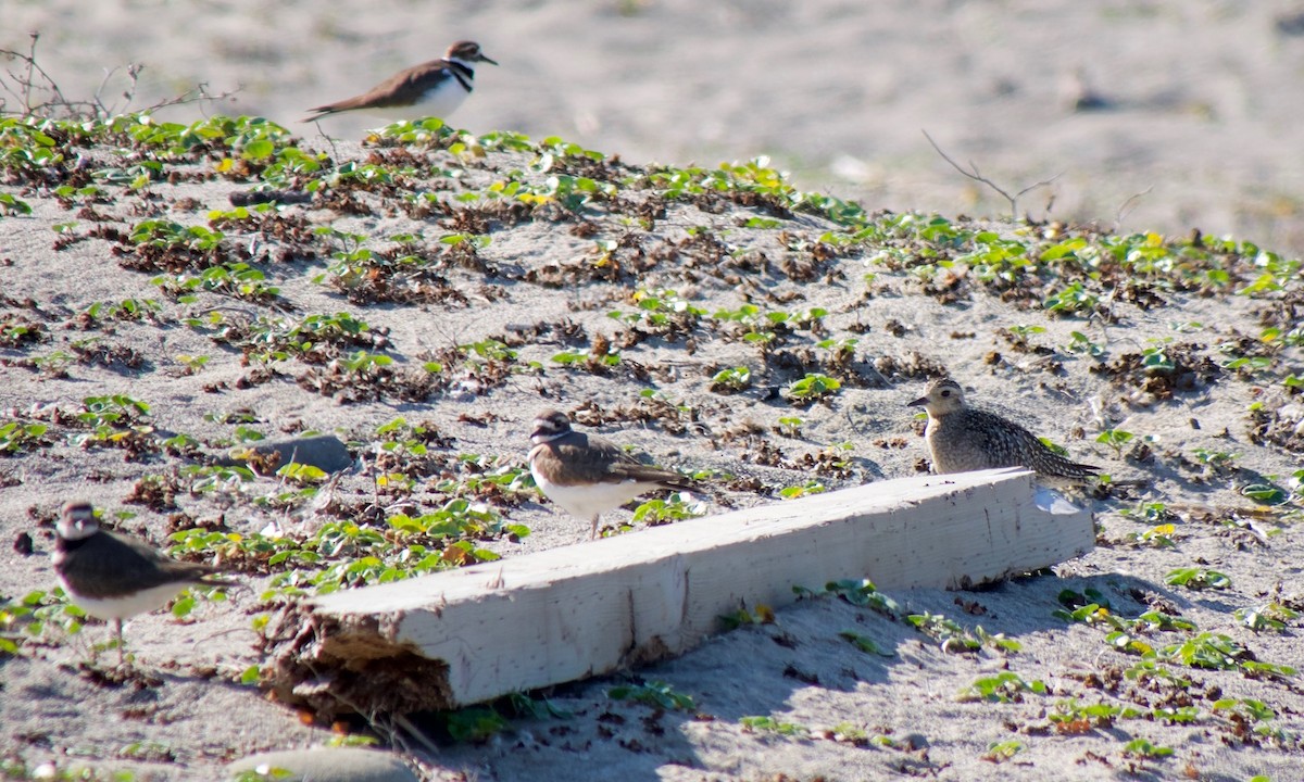 Pacific Golden-Plover - ML610499620