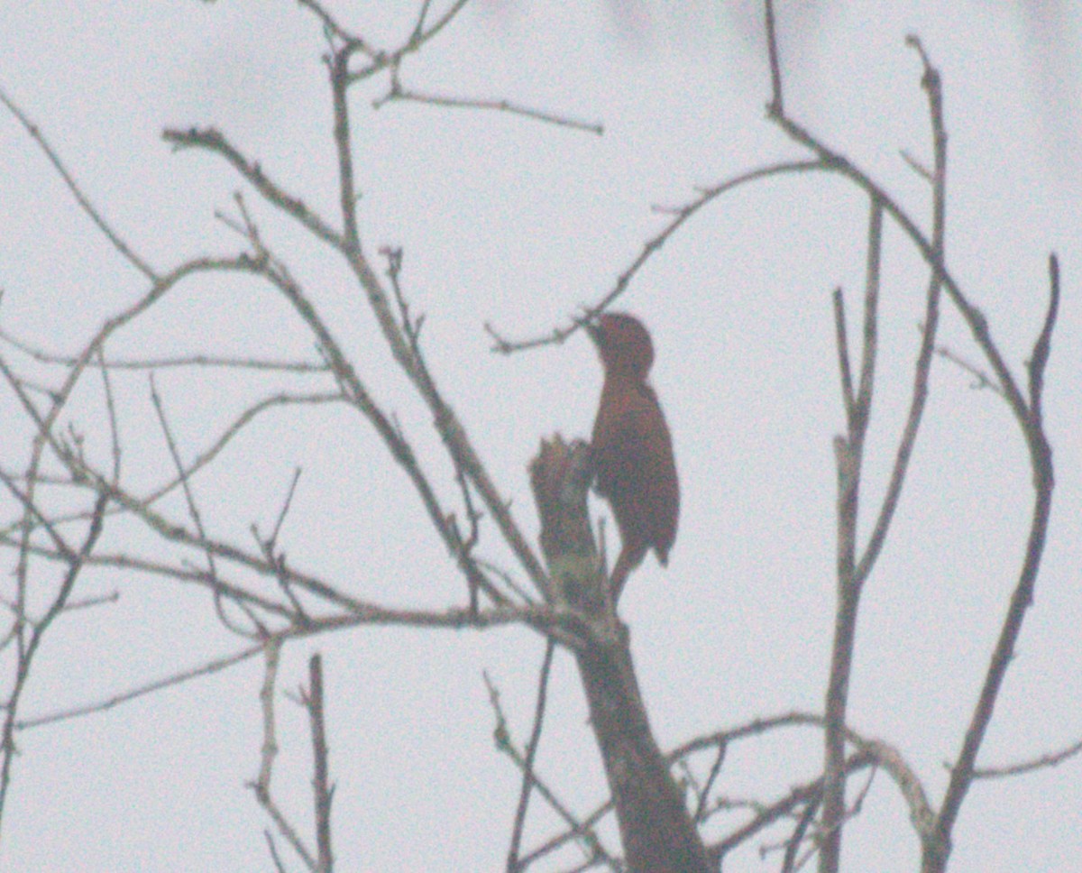 Rufous Woodpecker - Samarth Shadakshari