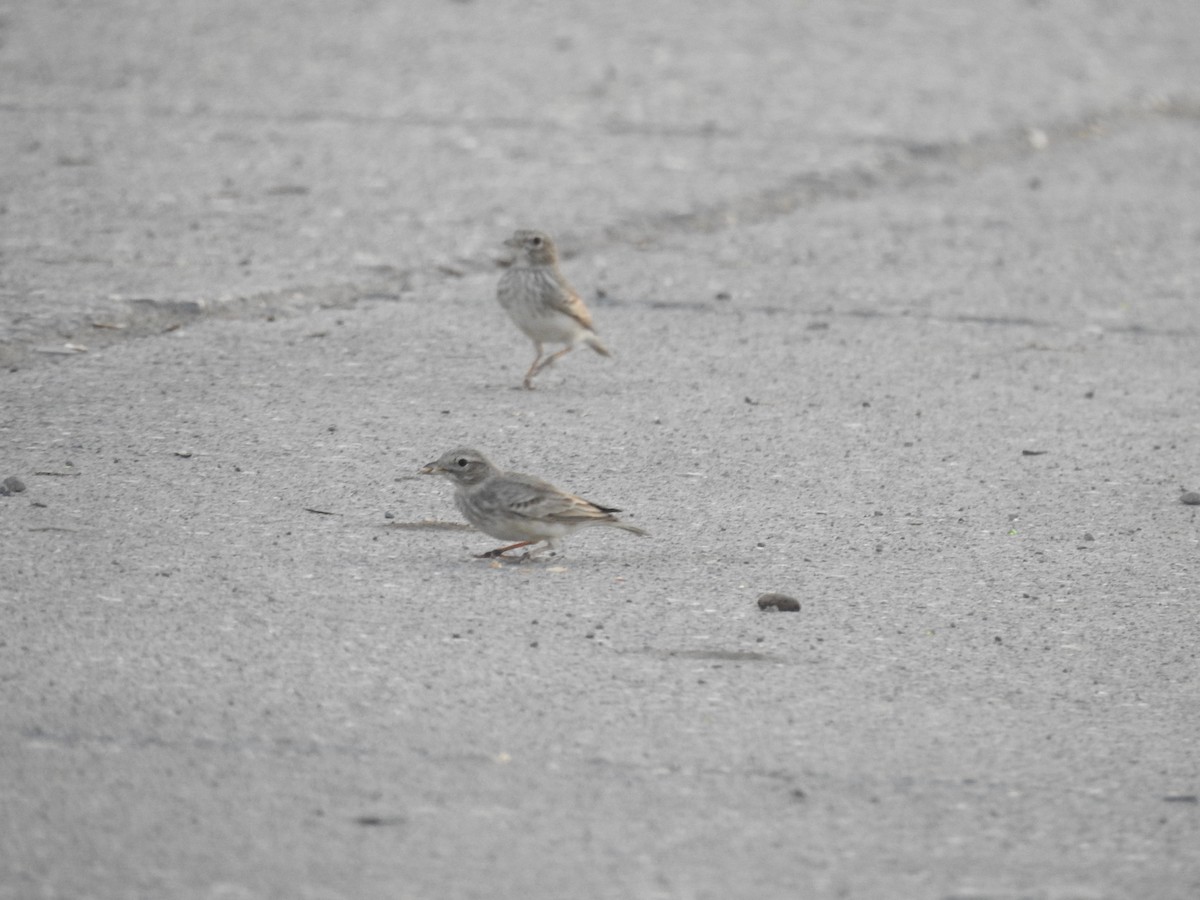 Sand Lark - Elahe Salari