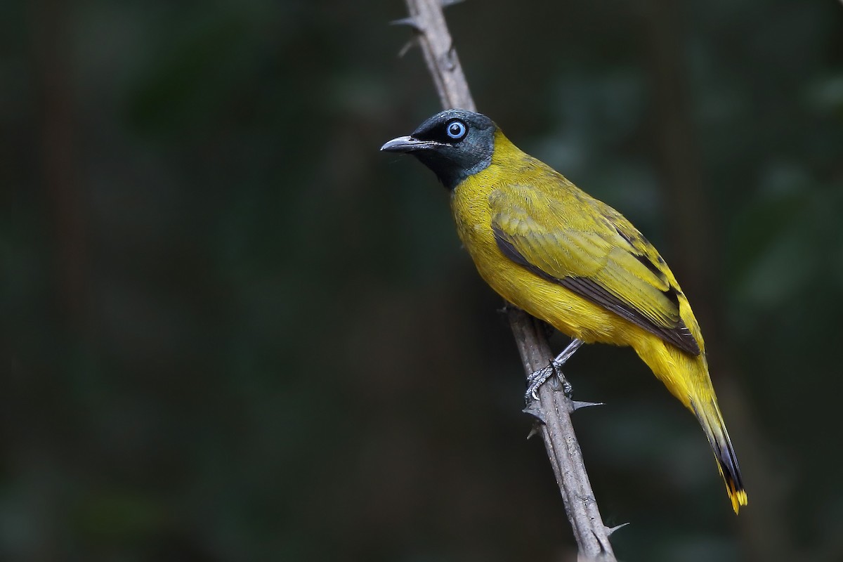 Black-headed Bulbul - sheau torng lim