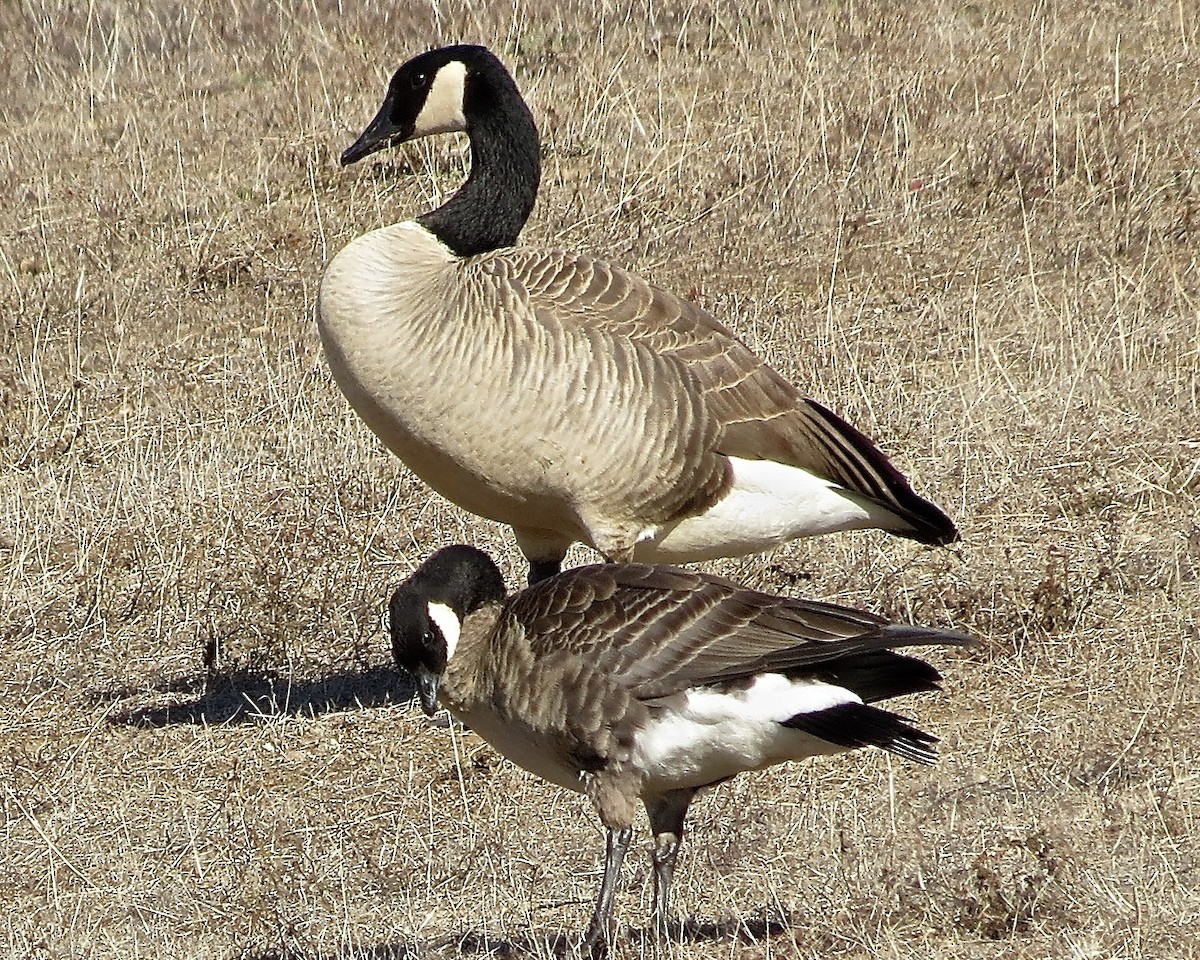 Cackling Goose (Aleutian) - Dave Bengston