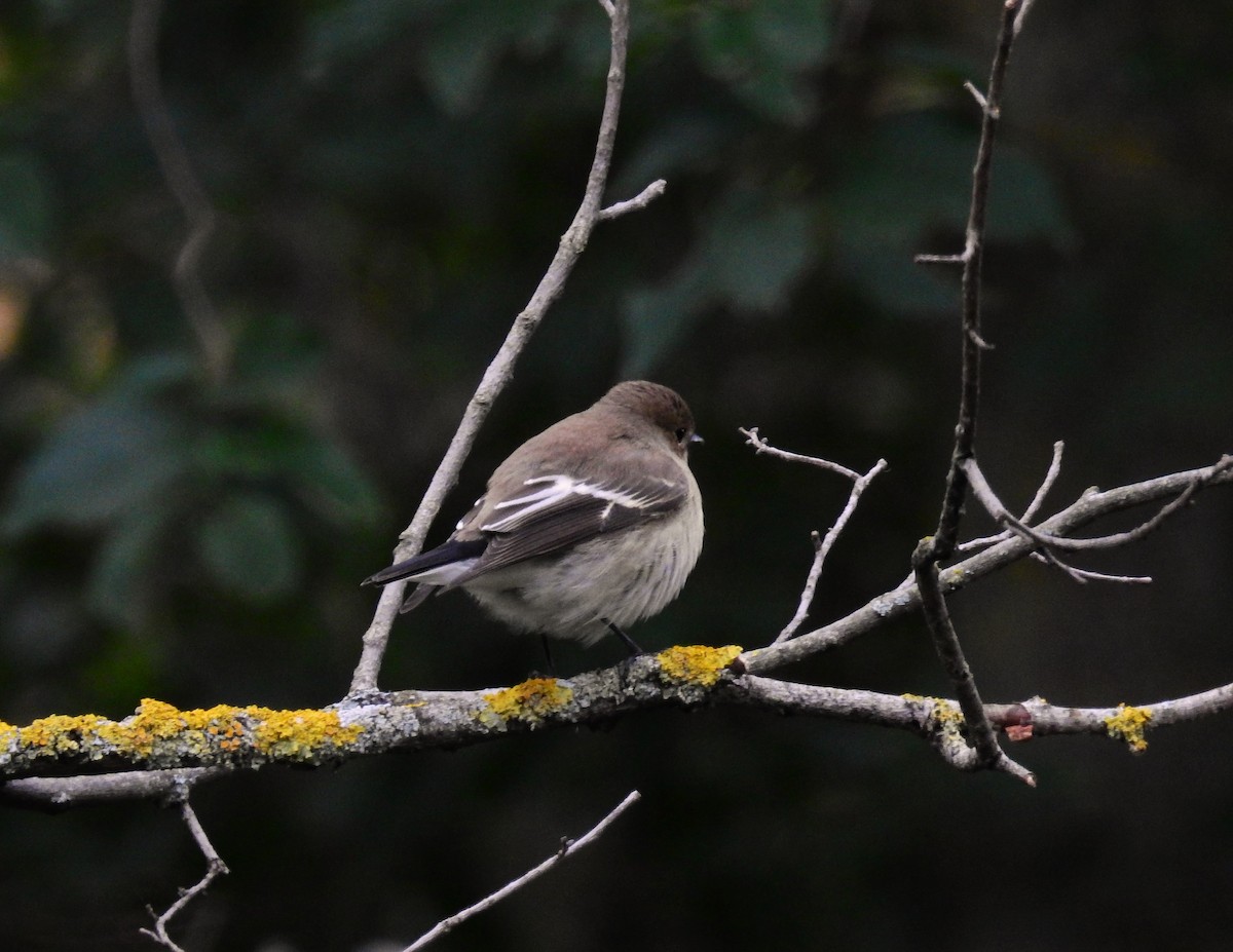 European Pied Flycatcher - ML610499812