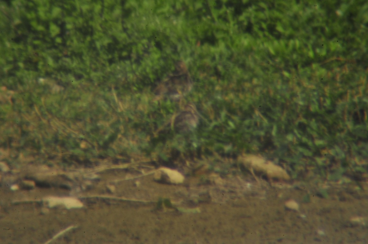 Common Snipe - ML610499828