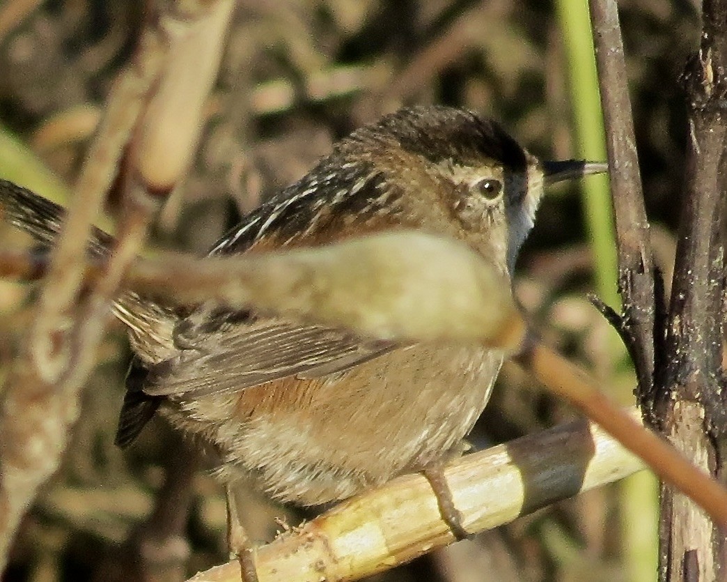 Marsh Wren - ML610499859