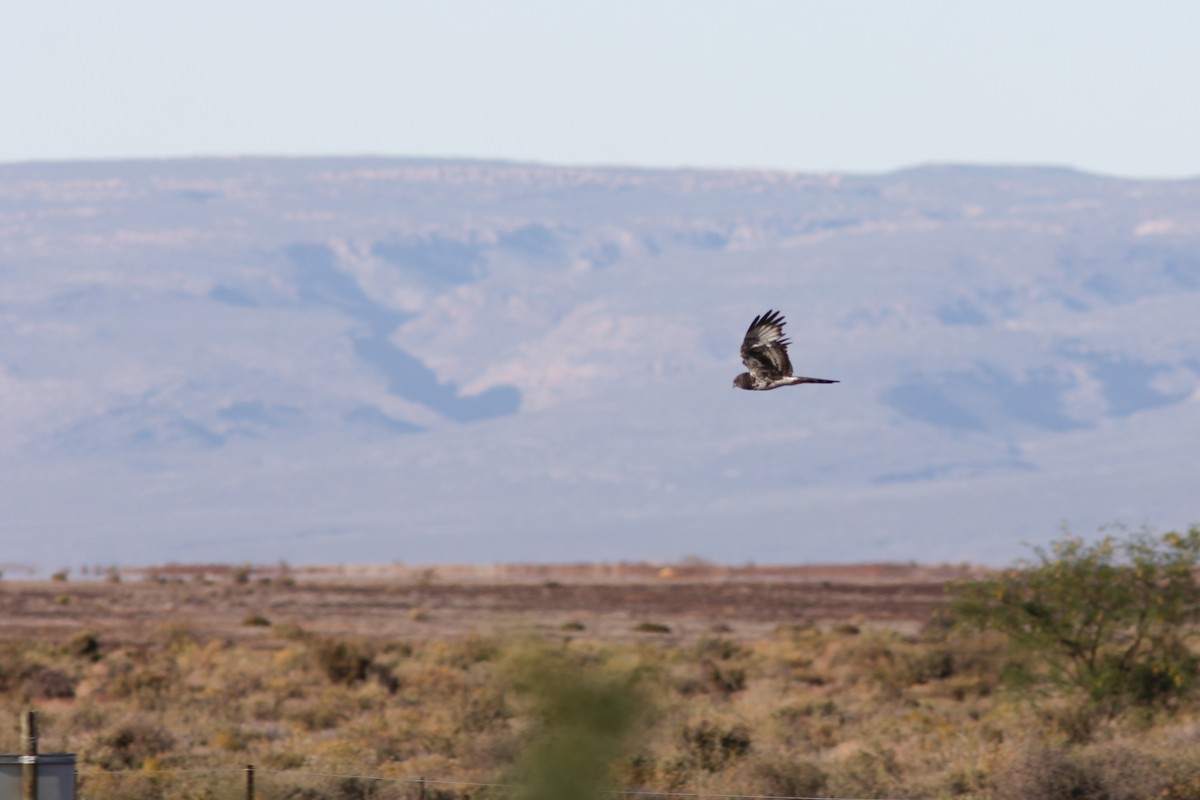 Black Harrier - ML610499867