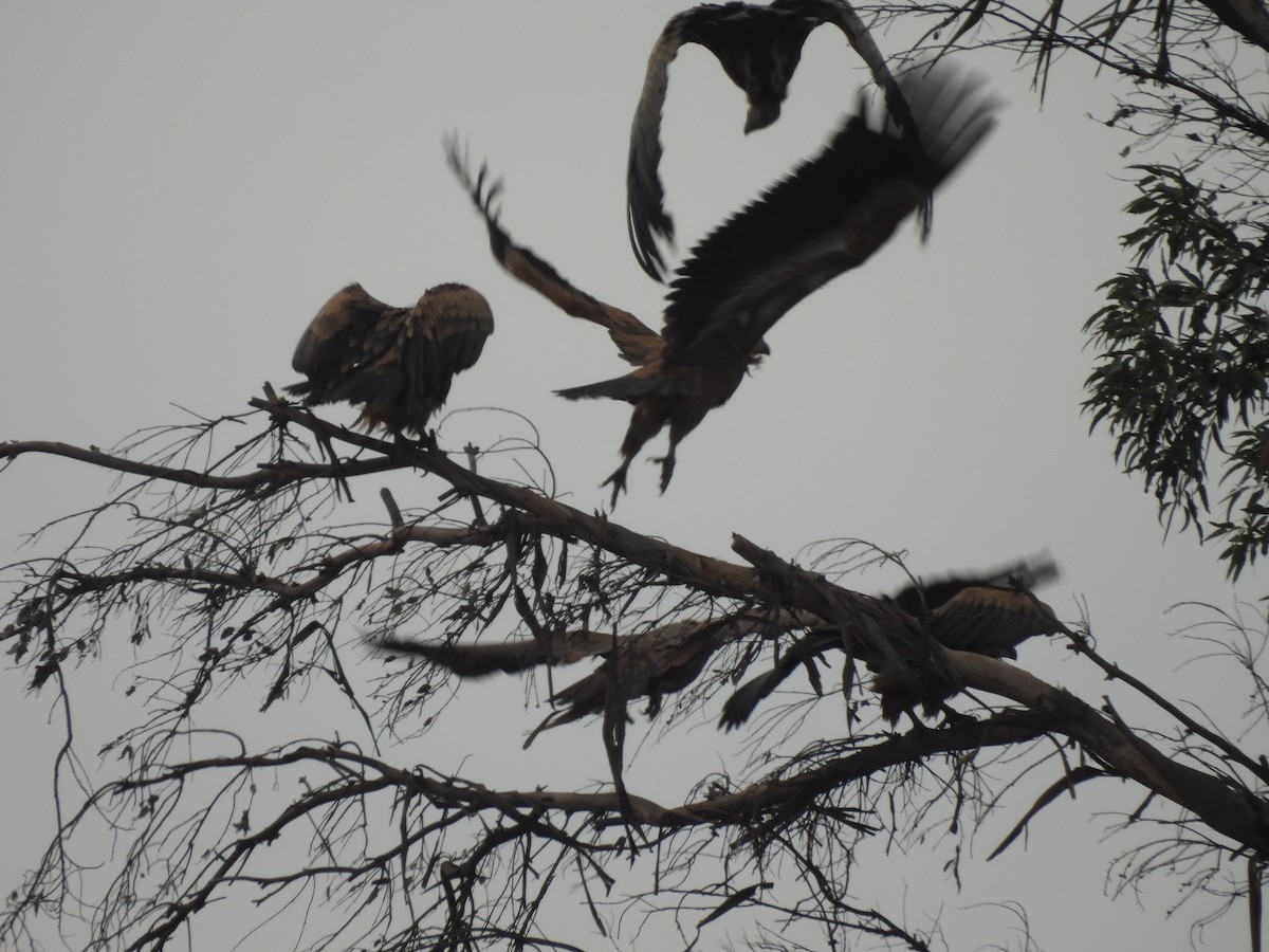 Eurasian Griffon - ML610499948