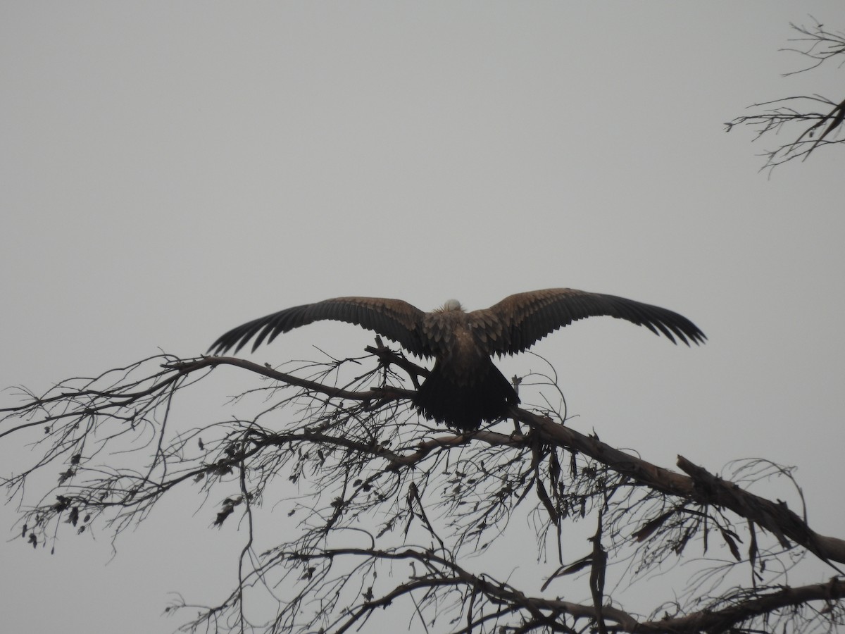 Eurasian Griffon - Jose Zarapico