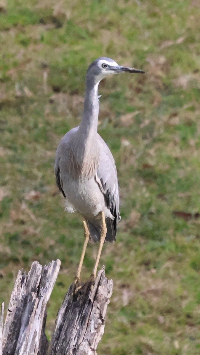 White-faced Heron - ML610499986