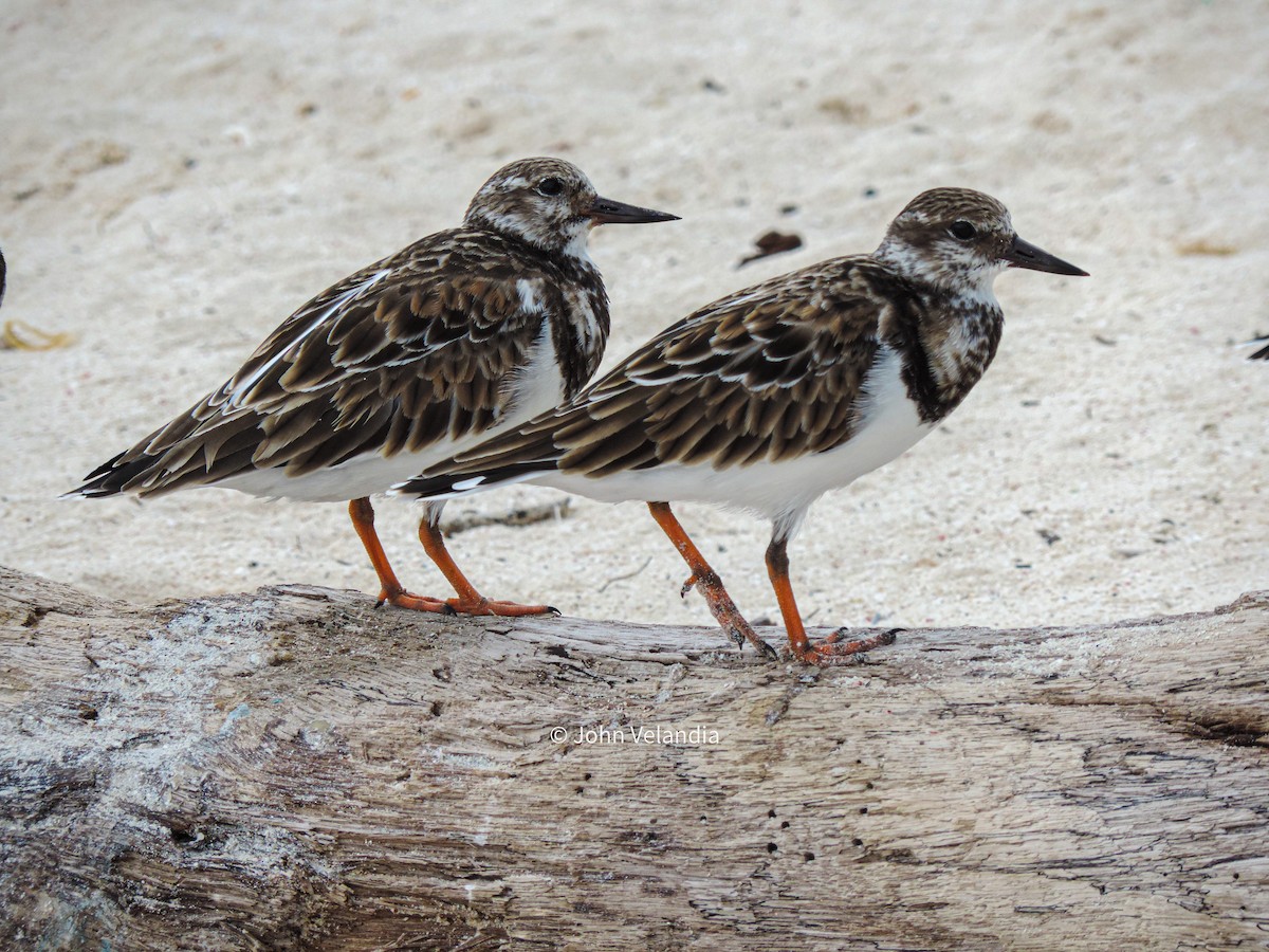 Ruddy Turnstone - ML610500007