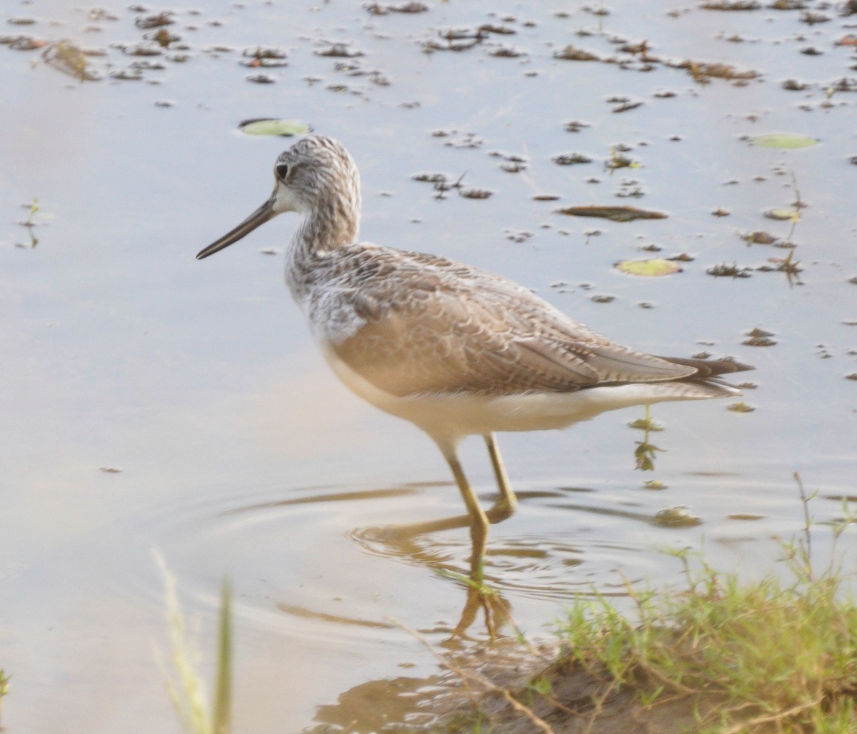 Үхэр хөгчүү - ML610500046