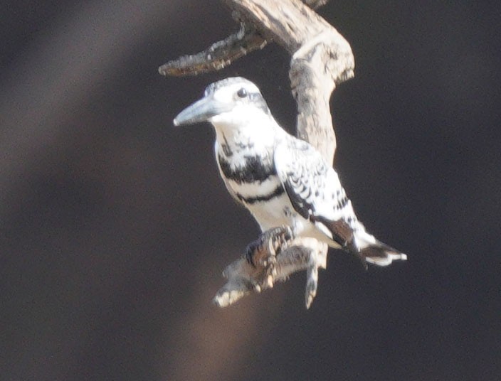 Pied Kingfisher - ML610500069