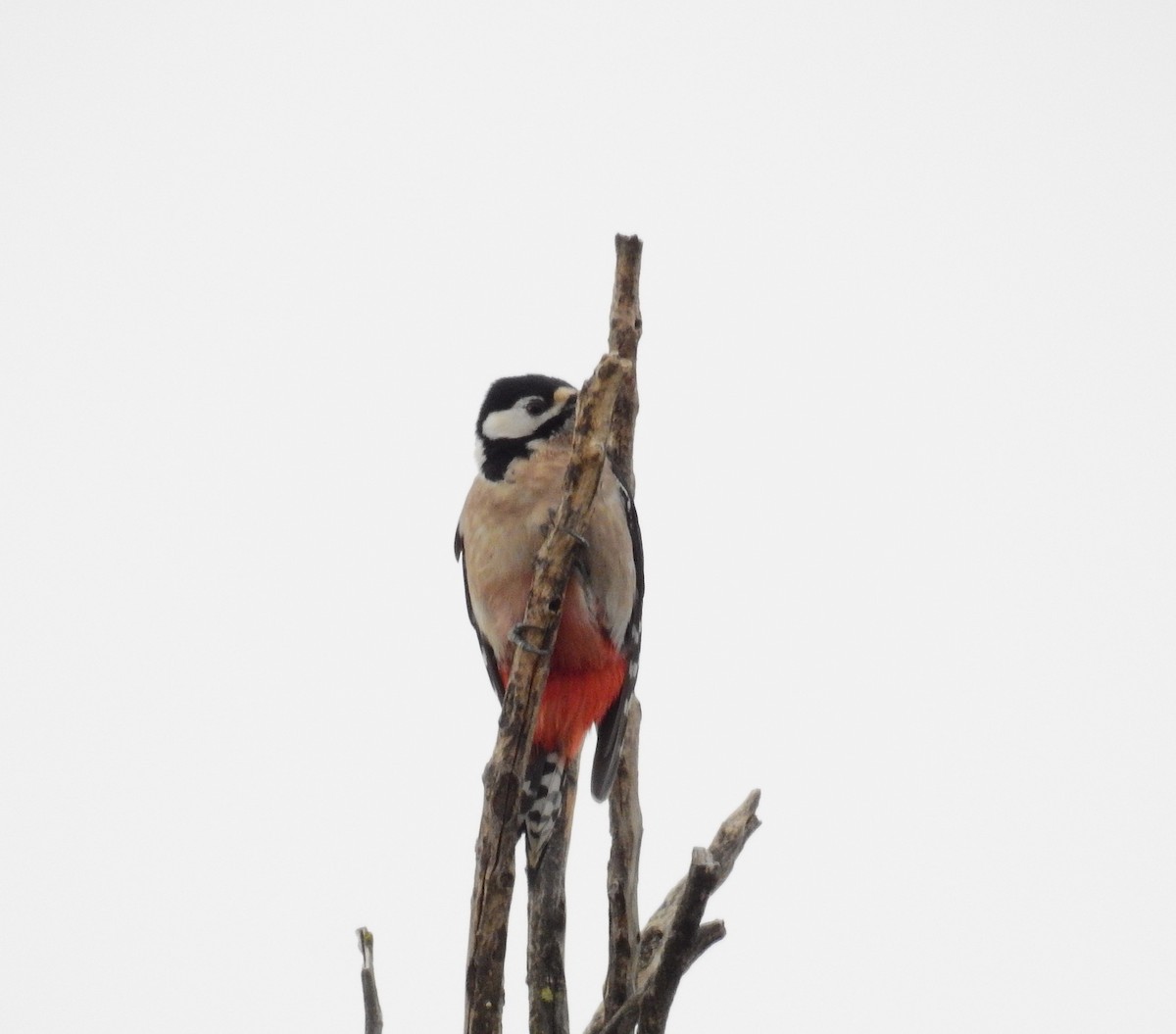 Great Spotted Woodpecker - ML610500079