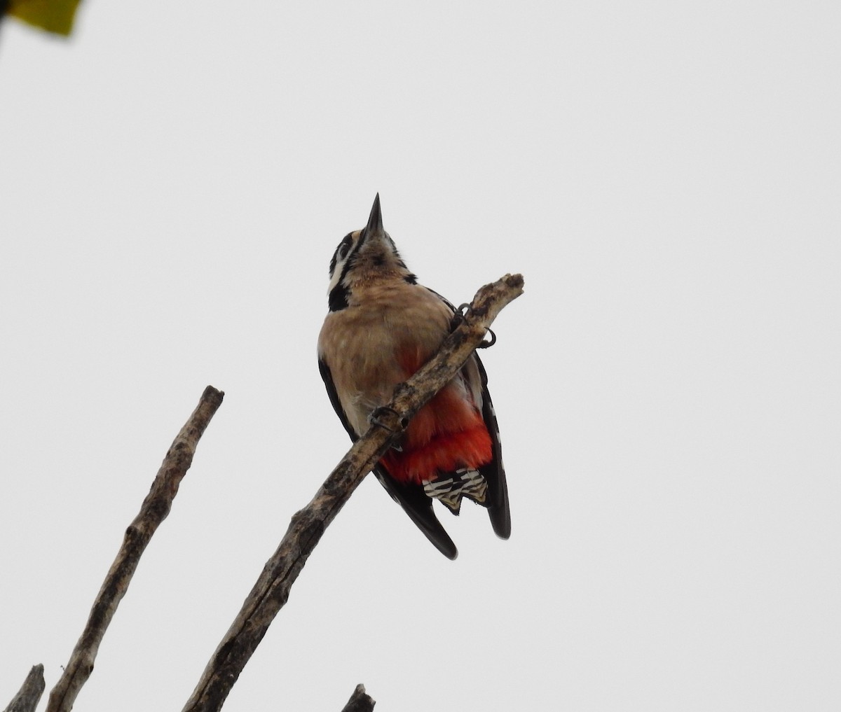 Great Spotted Woodpecker - ML610500080